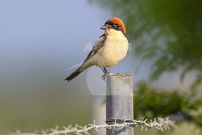 Adult Woodchat Shrike (Lanius senator) in Italy. stock-image by Agami/Daniele Occhiato,