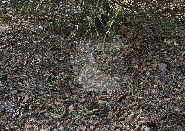 Auerhoen uitwerpselen, Western Capercaillie droppings stock-image by Agami/Markus Varesvuo,
