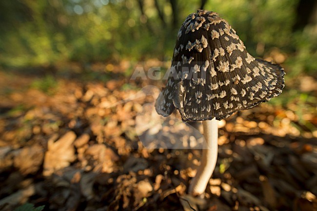 Spechtinktzwam, Magpie Fungus stock-image by Agami/Rob de Jong,