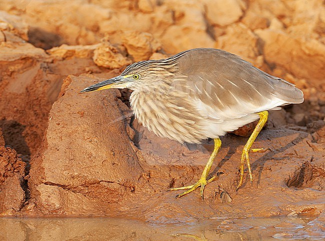 Indian Pond Heron (Ardeola grayii) in India. stock-image by Agami/Marc Guyt,