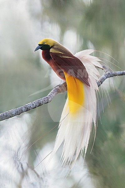 Lesser Bird-of-Paradise (Paradisaea minor) Displaying on a branch in Papua New Guinea stock-image by Agami/Dubi Shapiro,