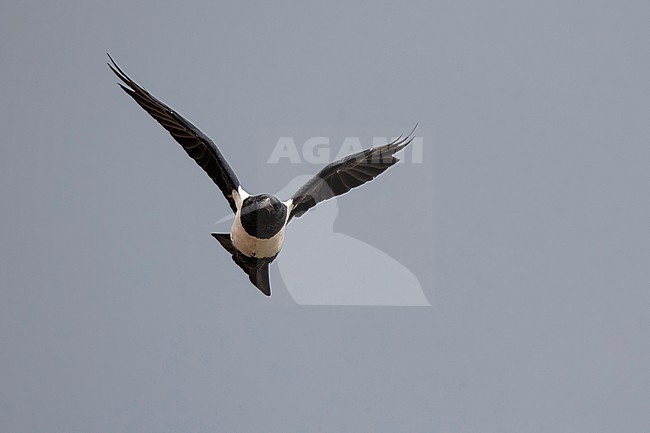 adult Pied Crow (Corvus albus)  in flight, found at Kisoro in Uganda stock-image by Agami/Mathias Putze,