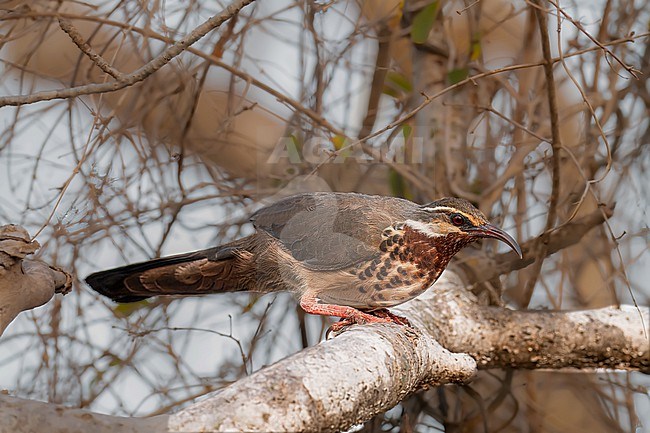 Subdesert Mesite, Monias benschi, in Madagascar. Perched in a tree. stock-image by Agami/Dustin Chen,