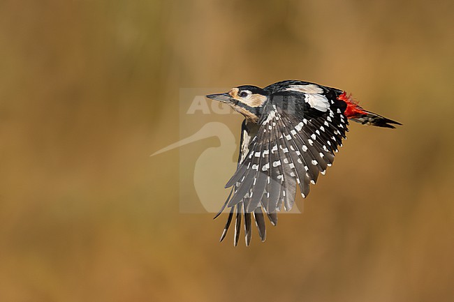 Great Spotted Woodpecker, Dendrocopos major, in Italy. stock-image by Agami/Daniele Occhiato,
