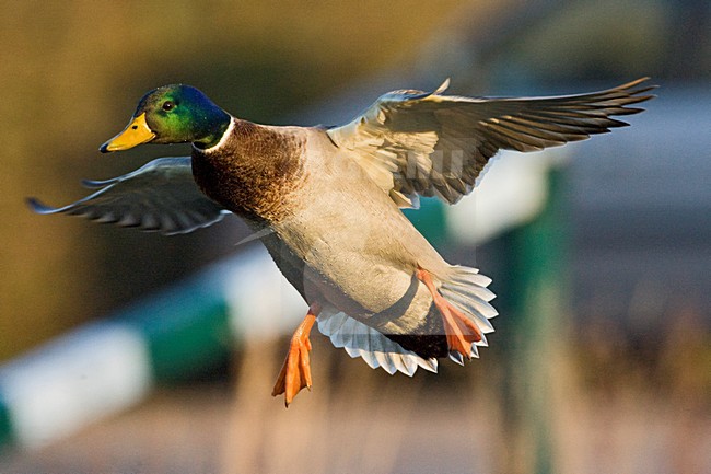 Mannetje Wilde Eend in de vlucht; Male Mallard in flight stock-image by Agami/Marc Guyt,