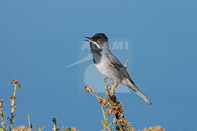 RÃ¼ppells Warbler male singing; RÃ¼ppells Grasmus man zingend stock-image by Agami/Marc Guyt,