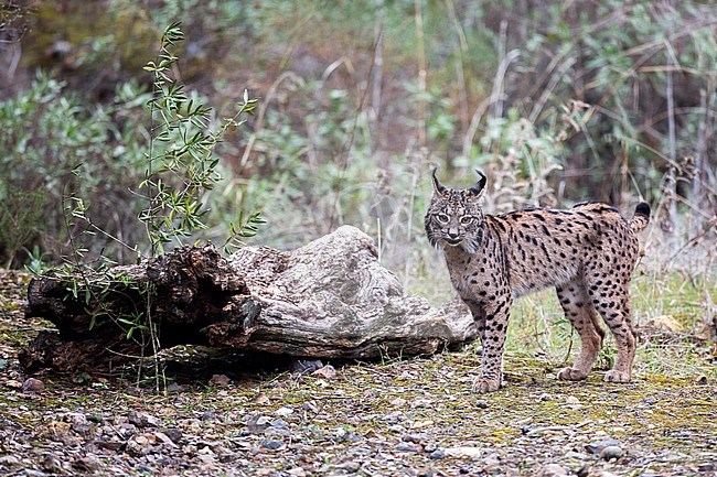 Iberian lynx (Lynx pardinus) in Cordoba, Spain. Standing in habitat. stock-image by Agami/Oscar Díez,