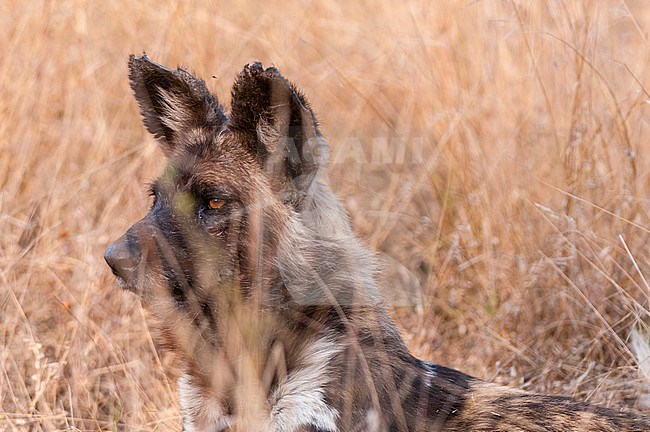 Portrait of an African wild dog, Cape hunting dog, or painted wolf, Lycaon pictus. Mala Mala Game Reserve, South Africa. stock-image by Agami/Sergio Pitamitz,