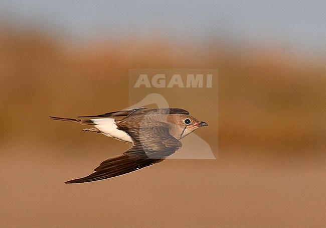 Adult Collared Pratincole (Glareola pratincola) during late summer or early autumn in Spain. stock-image by Agami/Laurens Steijn,