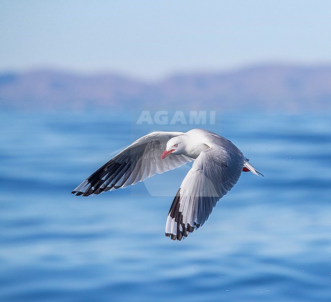 Red-billed Gull (Chroicocephalus novaehollandiae scopulinus) on South Island in New Zealand. In flight above the ocean. stock-image by Agami/Marc Guyt,