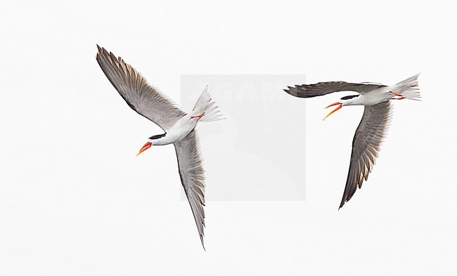 African Skimmer (Rynchops flavirostris) two in flight and fighting stock-image by Agami/Ian Davies,
