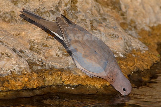Drinkende Lachduif; Drinking Laughing Dove stock-image by Agami/Daniele Occhiato,