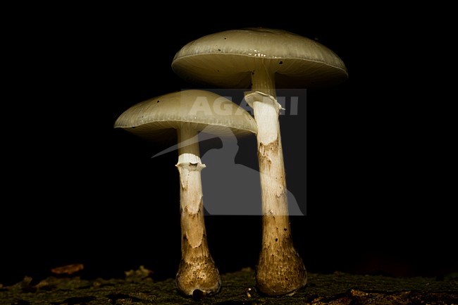 Porseleinzwam, Porcelain fungus, Oudemansiella mucida stock-image by Agami/Menno van Duijn,