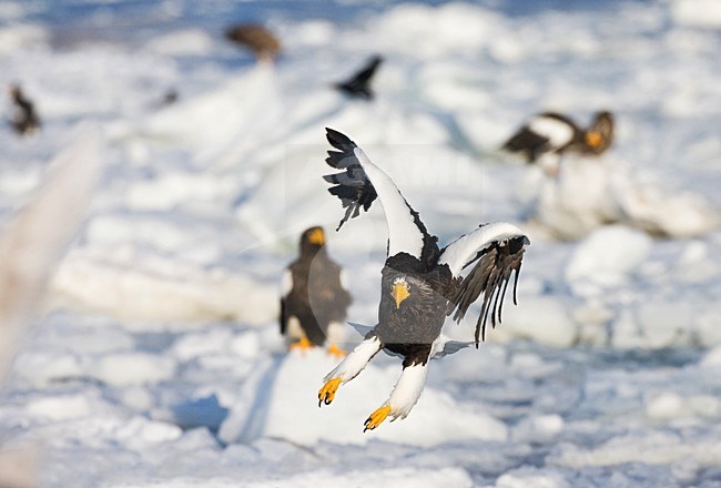 Steller-zeearend, Stellers Sea-eagle, Haliaeetus pelagicus stock-image by Agami/Marc Guyt,