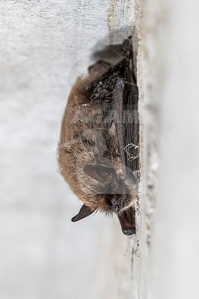 Whiskered Bat (Myotis mystacinus) sitting in a garage, Sterrebeek, Brabant, Belgium. stock-image by Agami/Vincent Legrand,
