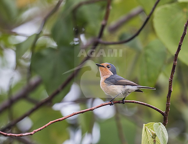 Palau Flycatcher (Myiagra erythrops) on Palau, Micronesia. Also known as Micronesian broadbill or Rufous-faced Myiagra flycatcher. stock-image by Agami/Pete Morris,