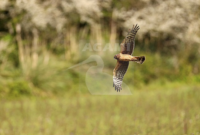 Northern Harrier female 2cy (Circus hudsonius) flying over a field stock-image by Agami/Thierry Quelennec,