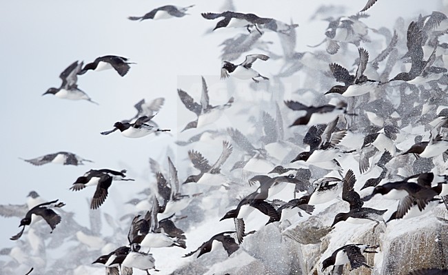 Grote groep Zeekoeten, Large group Common Murre stock-image by Agami/Markus Varesvuo,