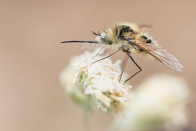 Bombylius venosus - Schwarzborstiger Wollschweber, Germany (Baden-Württemberg), imago, female stock-image by Agami/Ralph Martin,
