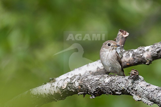 Asian Brown Flycatcher - Braunschnäpper - Muscicapa dauurica ssp. dauurica, Russia, adult stock-image by Agami/Ralph Martin,