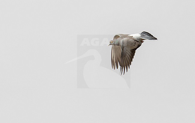Yellow-eyed Pigeon (Columba eversmanni) in flight in India. stock-image by Agami/Josh Jones,