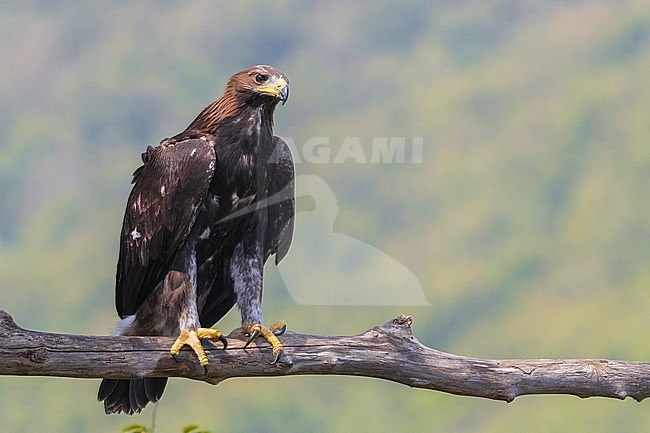 Golden Eagle (Aquila chrysaetos), juvenile perched on a dead branch stock-image by Agami/Saverio Gatto,