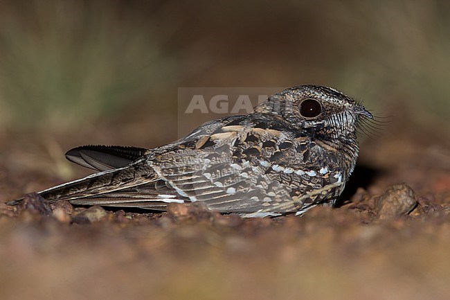 White-tailed Nightjar (Hydropsalis cayennensis) resting on a ground in Guyana. Most probably this species. stock-image by Agami/Dubi Shapiro,