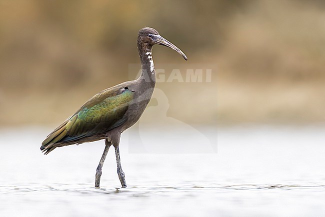 Glossy Ibis, Plegadis falcinellus, in Italy. stock-image by Agami/Daniele Occhiato,