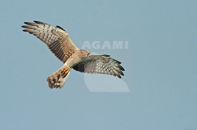 Montagu's Harrier (Circus pygargus), second calender year female in flight, seen from the side, showing under wing. Hovering during the hunt. stock-image by Agami/Fred Visscher,