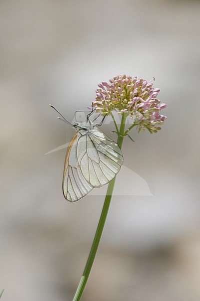 Black-veined White (Aporia crataegi) handing on small purplish flowers in Mercantour in France. Single butterfly against natural pink-greyish colored background. stock-image by Agami/Iolente Navarro,