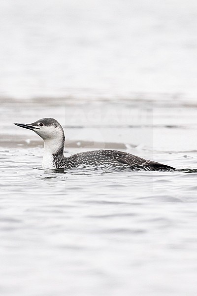 Adult winter Red-throated Diver (Gavia stellata) swimming on an inland river in Great Britain. stock-image by Agami/Josh Jones,