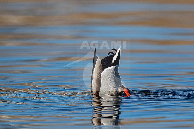 Dabbling adult male Mallard (Anas platyrhynchos) stock-image by Agami/Mathias Putze,