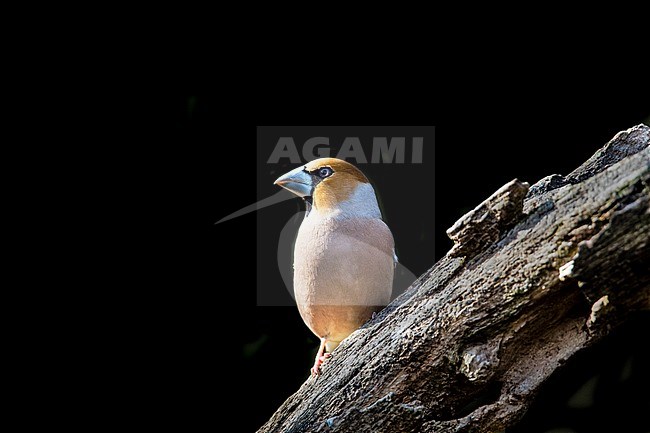 Hawfinch, Coccothraustes coccothraustes stock-image by Agami/Wil Leurs,