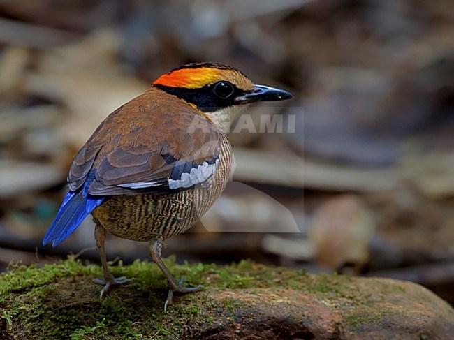 Mannetje Maleise Blauwstaartpitta zittend op rots, Male Malayan Banded Pitta perched on rock stock-image by Agami/Alex Vargas,