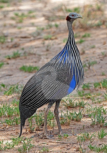 Gierparelhoen, Vulturine guineafowl stock-image by Agami/Pete Morris,