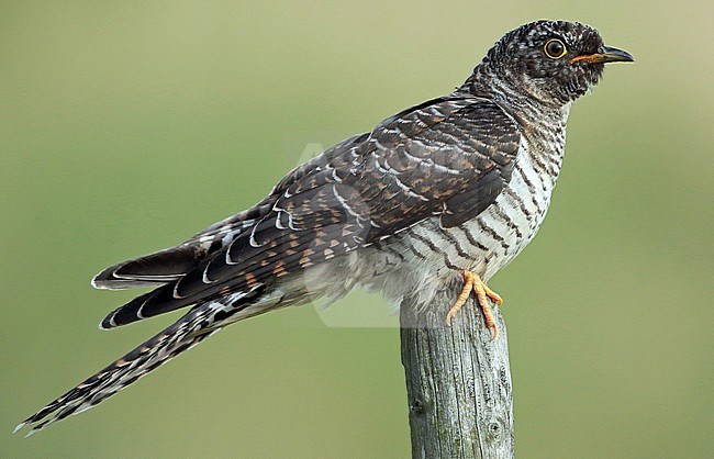 Immature Common Cuckoo (Cuculus canorus) during autumn migration in the Netherlands. stock-image by Agami/Fred Visscher,