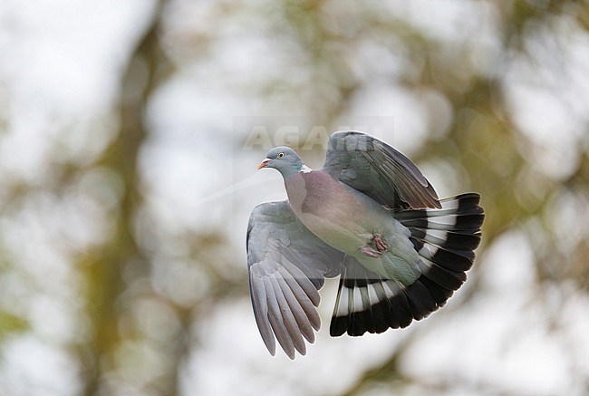 Adult Common Wood Pigeon (Columba palumbus) flying and landing, showing underside. trees in background. stock-image by Agami/Ran Schols,