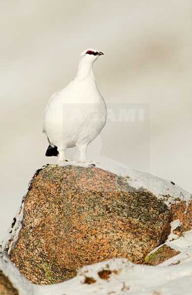 Mannetje Alpensneeuwhoen in de sneeuw; Male Rock Ptarmigan in the snow stock-image by Agami/Danny Green,