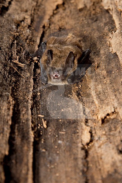 Baardvleermuis, Whiskered bat, Myotis mystacinus stock-image by Agami/Theo Douma,