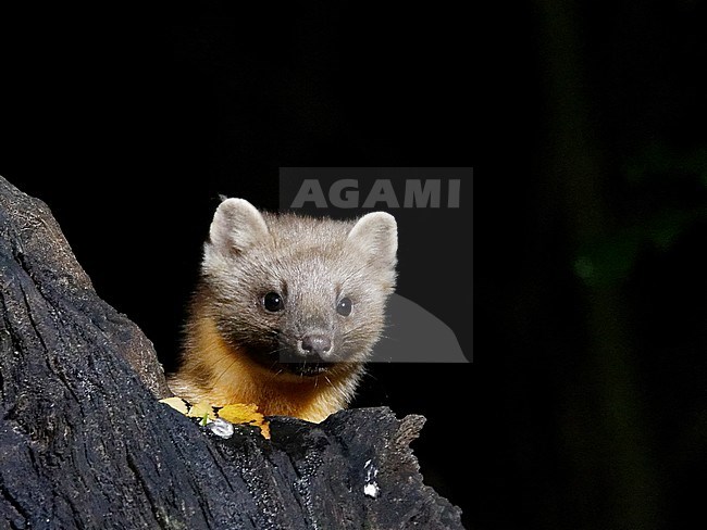 Pine marten (martes martes) at night looking over a trunk stock-image by Agami/Rob Riemer,