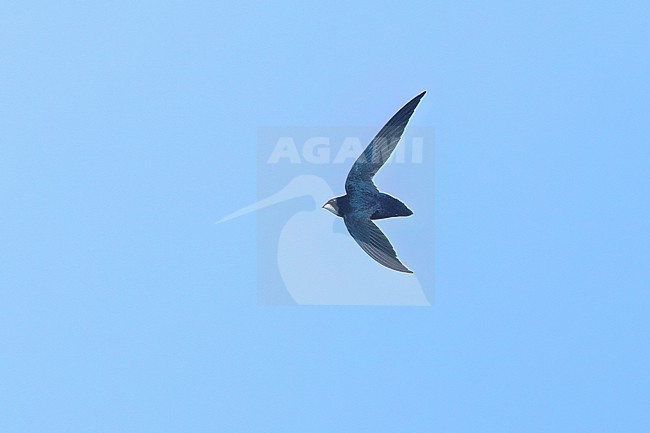 Philippine Spinetail (Mearnsia picina) soaring above the forest in the Philippines stock-image by Agami/Dubi Shapiro,