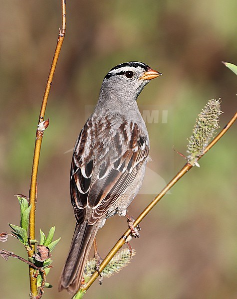 White-crowned Sparrow (Zonotrichia leucophrys)  taken the 06/06/2022 at Nome - Alaska - USA stock-image by Agami/Aurélien Audevard,