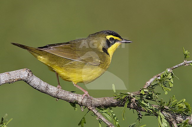 Adult male 
Galveston Co., TX 
April 2010 stock-image by Agami/Brian E Small,