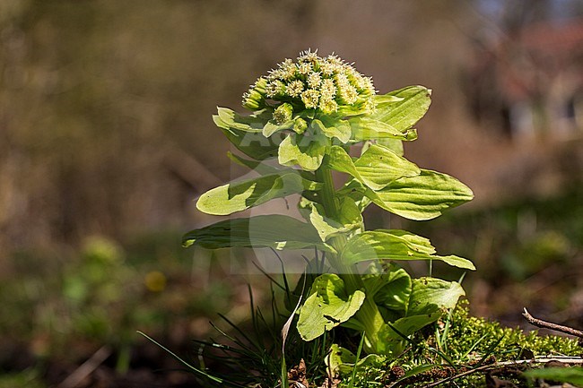 Giant Butterbur flowers stock-image by Agami/Wil Leurs,