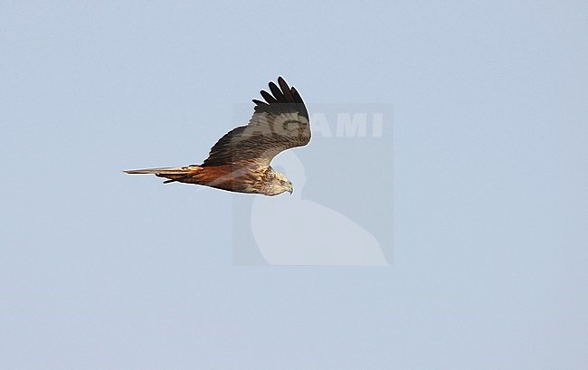 Third calendar year male Western Marsh Harrier (Circus aeruginosus) in flight at Agersø, Denmark. stock-image by Agami/Helge Sorensen,
