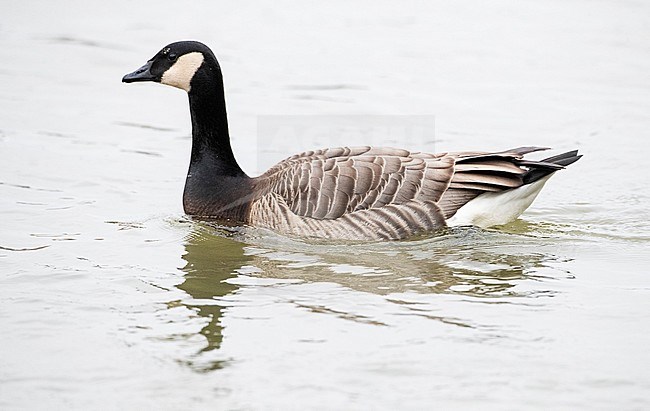 Domestic Greater Canada Goose type (Branta canadensis) in Dinant, Belgium. Swimming in the river. stock-image by Agami/Marc Guyt,
