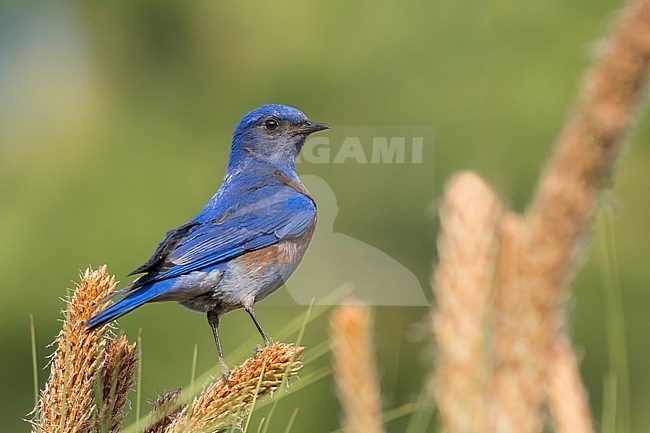 Adult male
Coahuila, Mexico
May 2022 stock-image by Agami/Brian E Small,