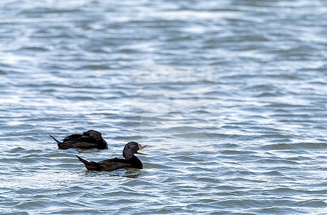 Wintering male Common Scoter (Melanitta nigra) swimming in harbour of IJmuiden, Netherlands. stock-image by Agami/Marc Guyt,