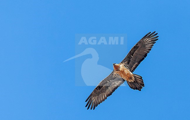 Adult Bearded Vulture (Gypaetus barbatus) in flight in India. Also known as Lammergeier. stock-image by Agami/Marc Guyt,