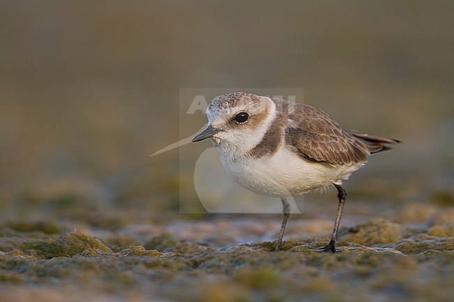 Kentish Plover - Seeregenpfeifer - Charadrius alexandrinus ssp. alexandrinus, Oman, female stock-image by Agami/Ralph Martin,